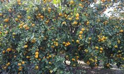 Fiyatı 2 liraya düştü, tonlarca ürün ücretsiz dağıtıldı