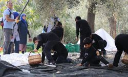 Geleceğin çiftçileri zeytin hasadında