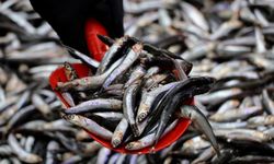 Hamsi bolluğu yaşanıyor! Tezgahlarda 50 liradan satılıyor!