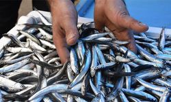 Hamsinin fiyatı düştü, ilgi arttı!