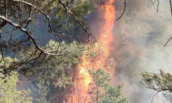 Hatay'ın Belen ilçesinde orman yangını