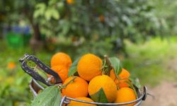 Havran mandalinasında hasat vakti