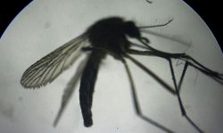 Hong Kong'da kırmızı alarm... Chikungunya ateşi endişesi!