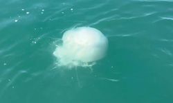 İskenderun'da zehirli denizanası popülasyonu ve zehirlenme vakaları arttı