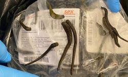 İstanbul Havalimanı'nda 5 bin adet tıbbi sülük ele geçirildi