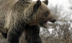 Japonya 'ayılar' için asker gönderiyor! Ülke alarma geçti