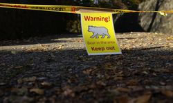 Japonya'da ayılara karşı sigorta hizmeti başlıyor