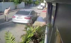 Köpeği silahla vuran 83 yaşındaki emekli polis için istenen ceza belli oldu