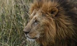 Maddi yetersizlik nedeniyle aslanlar öldürüldü