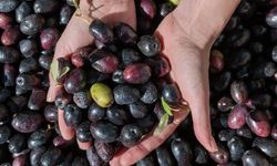 Marmarabirlik'ten yeni karar: Kota uygulaması kaldırıldı!