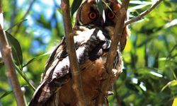 Nadir görülen kulaklı orman baykuşu Van'da objektiflere yansıdı