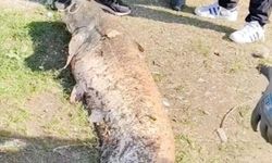 Oltaya takılan 50 kiloluk dev balık şaşırttı