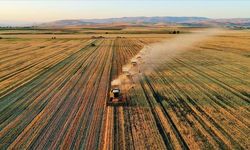 Organik Tarım Üretimi 22 Yılda 4,2 Kat Artış Gösterdi: Veriler Açıklandı