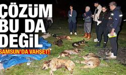 Samsun'da 9 köpek kurşunlanarak öldürüldü
