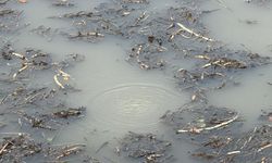 Sapanca'nın ardından Efteni Gölü'nde de gizemli fokurtu