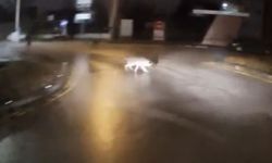 Sokakta köpeklerin kovaladığı genci kornayla kurtardı: 'Adım Hıdır elimden gelen budur'