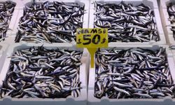 Son 35 yılın en bereketli hamsi sezonu