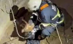 Su kuyusuna düşen çakal kurtarıldı