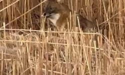 Sultan Sazlığı Milli Parkı'nda çakal görüntülendi