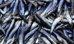 Tezgahlarda hamsi bolluğu