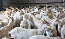 TİGEM 350 reforme keçi satacak