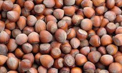 Trabzon'un 10 aylık fındık ihracatı 500 milyon doları aştı
