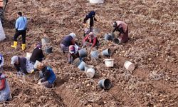 Türkiye'de sezonun son patatesleri Sivas'ta sökülüyor