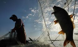 Türkiye'nin denizleri alarm veriyor! Balık türleri azalıyor