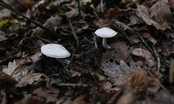 Yedikleri mantardan zehirlenen 7 kişi hastaneye kaldırıldı!