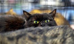 Yeni Zelanda 2050'ye kadar 2.5 milyon kediyi öldürecek