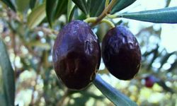 Zeytinin en doğal hali: Karaburun Hurma Zeytini hasadı başladı