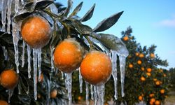 Zirai dondan etkilenen üreticilere 1,7 milyar lira yeni destek ödemesi