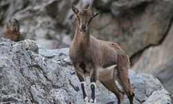 750 bin lira ceza kesildi! Kaçak avcılar tek tek tespit edildi