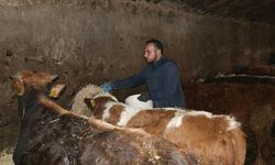 Ağrılı genç, hibe desteğiyle hayvancılık işini büyüttü