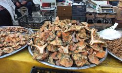 Balıkesir'de yağmur yağdı, mantar fışkırdı