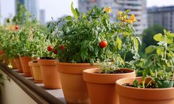 Balkonda Saksıda Sebze Bahçesi: Şehirde Kendi Gıdanızı Üretin