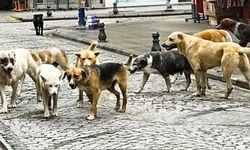 Batı sokaklarında neden başıboş köpek yok?