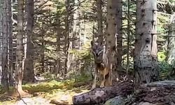 Bolu'nun yaban hayatı fotokapanla görüntülendi!