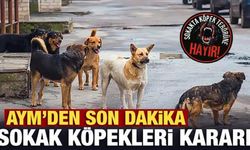CHP'nin sokak köpeklerine yönelik yasayı iptal başvurusuna AYM'den son dakika kararı