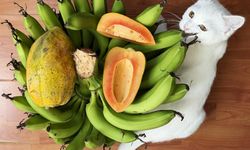 Dün alıyorduk bugün dünyaya satıyoruz: Diktikten 1 yıl sonra para basıyor!