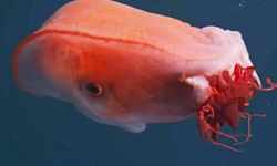 Efsanevi canlı 40 yıl sonra tekrardan görüldü