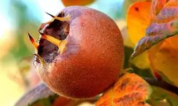 Görüntüsü sizi korkutmasın! Yediğinizde bağışıklığınızı güçlendiriyor