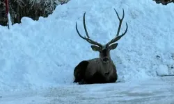Kocaeli’den Masalsı Kareler! Karlar İçinde Görüntülenen Kızıl Geyik Hayran Bıraktı