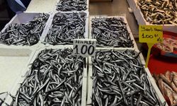 Hamsi ve istavrit 100 liradan satılıyor