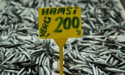 Hamside bolluk azaldı, fiyatı 200 TL'ye çıktı