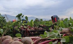 İzmir'in bereketli topraklarında 'Kırmızı elmas' mesaisi