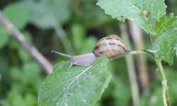 Kilosu tam 3 bin Euro'dan satılıyor: Burun kıvırdığımız canlı altın değerindeymiş