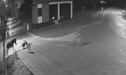 Konya'da aç kalıp mahalleye inen kurtlar eşeği parçaladı