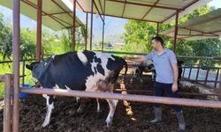 Milas'ta 'şap hastalığı' nedeniyle 11 mahalle karantinaya alındı