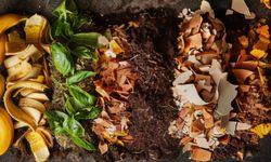 Mutfak Atıklarından Altın Değerinde Gübre: Ev Kompostu Hazırlama